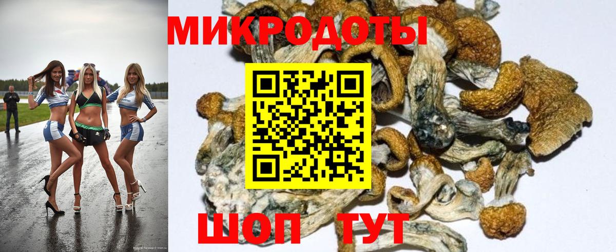 Галлюциногенные грибы Psilocybe Сочи