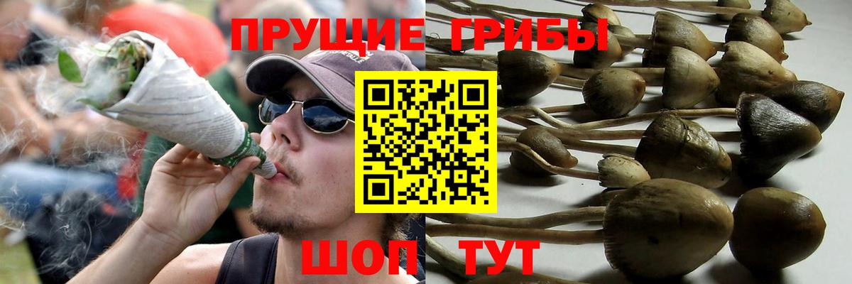 Галлюциногенные грибы Psilocybe  Псилоцибиновые грибы Psilocybine cubensis  Сочи  Вход с VPN 